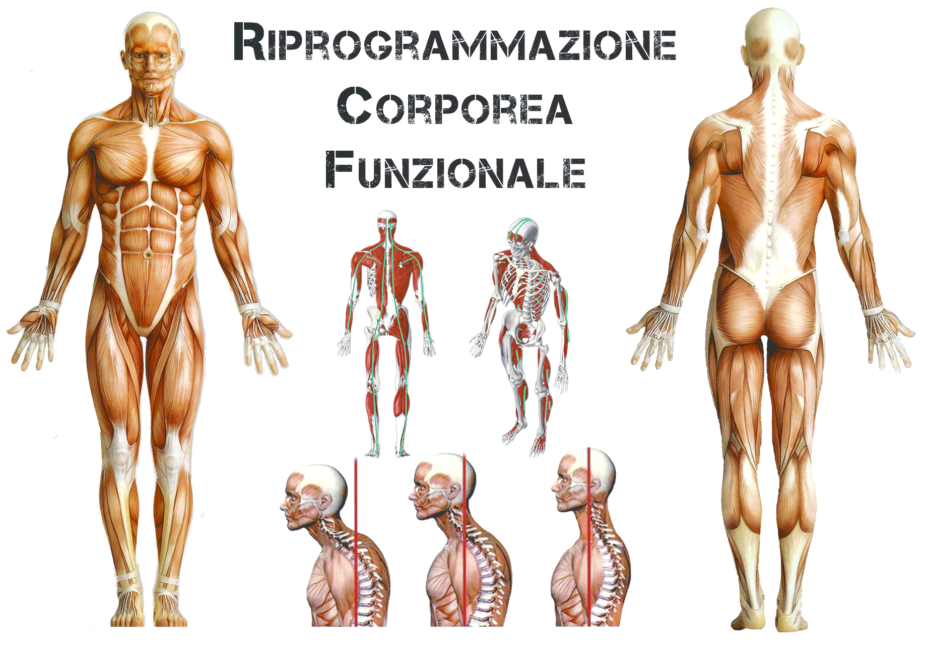 Foto apparato muscolare e scheletrico con riferimento alla Riprogrammazione Corporea Funzionale